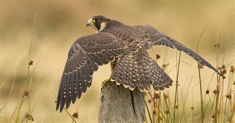 falcon wallpapers wallpaper cave