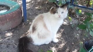 Go Volkov S Porn Videos Pornhub