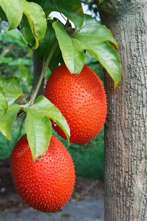 Momordica cochinchinensis - Момордика кохинхинская: купить 2 семени с ...