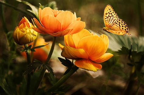 Butterfly Flowers Insect Nature K Wallpaper Coolwallpapers Me