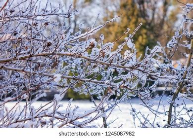 Naked Branches Bushes Trees Winter Note Stock Photo Shutterstock