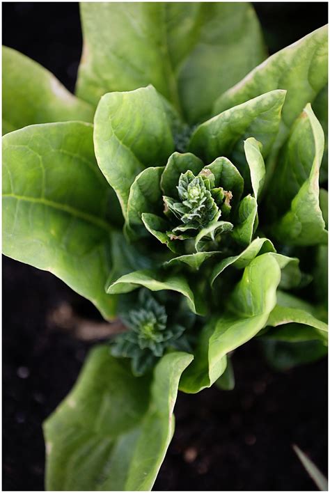 What does bolting mean in gardening? - Sugar Maple Farmhouse