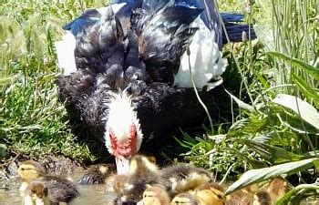 Breeding For Sex Linked Ducklings Backyard Chickens Learn How To