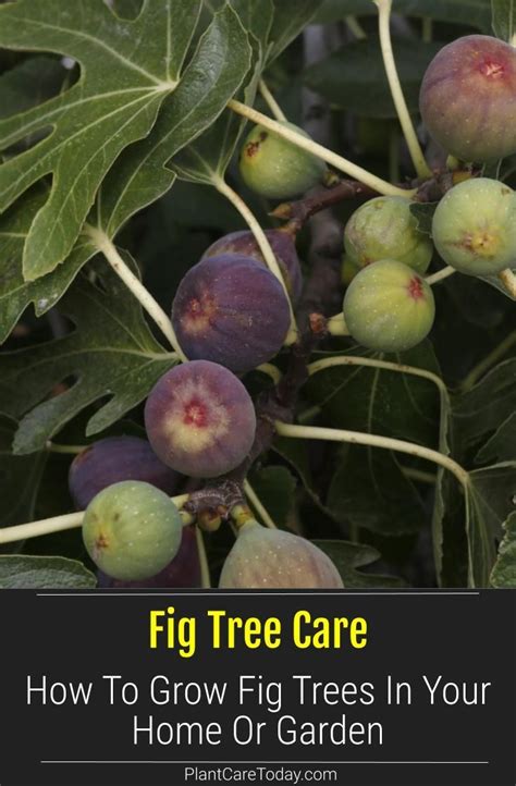 Fig tree care how to grow fig trees in your home or garden – Artofit