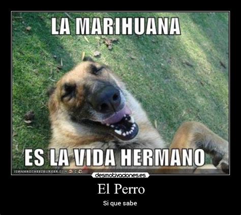 El Perro Desmotivaciones