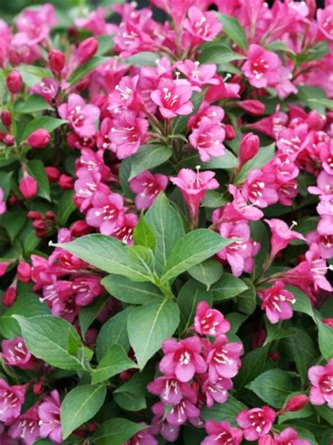 Vajgélie květnatá 'Picobella Rosa' | Západočeská Zahradnická