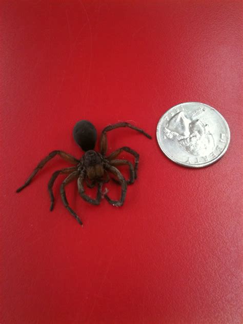 Submitted Pics Wolf Spiders Michigan Spiders