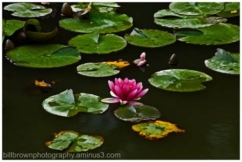 Japanese Garden Lily Pad Plant And Nature Photos Bill Browns Photoblog