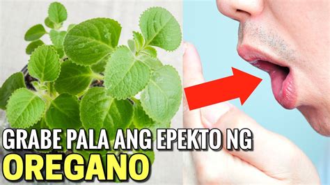 GANITO PALA ANG EPEKTO SA KATAWAN NG OREGANO ANG TINDI PANOORIN MO