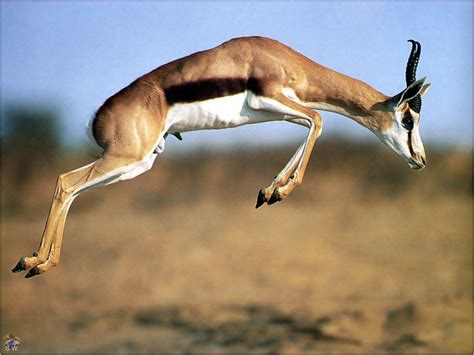 Springbok Wallpapers Wallpaper Cave