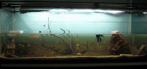 My Fresh Water Aquarium - Natural Planted Tank (Walstad Method).: Natural Planted Aquarium - The ...