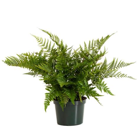 Best Trees And Plants From Home Depot POPSUGAR Home