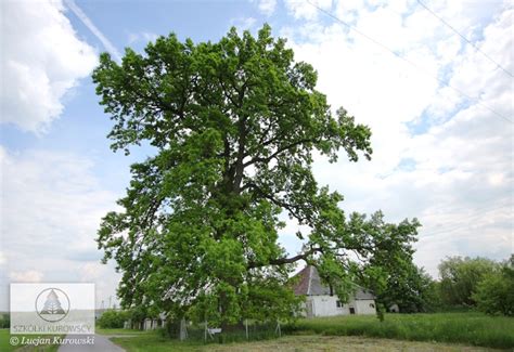 Quercus robur - Dąb szypułkowy