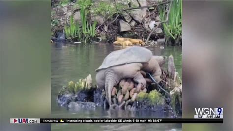 Meet The Guys Behind Video Of Giant Snapping Turtle Chonkosaurus In Chicago River