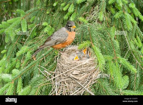 American Robin At Nest Stock Photo Alamy