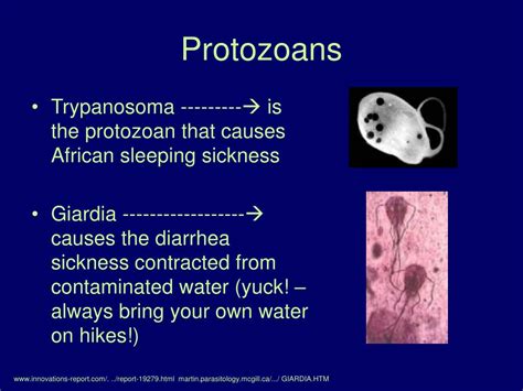 Ppt Protists Powerpoint Presentation Id256377