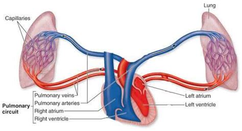 Pulmonary Circulation  550×300 Pulmonary Respiratory System