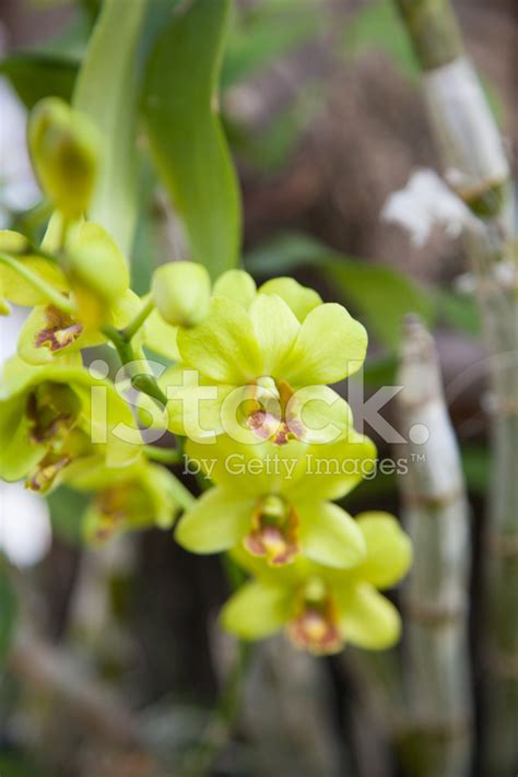 green orchids stock photo royalty  images freeimages