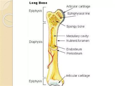 Histology - Specialized Connective Tissues (BONE) | PPTX