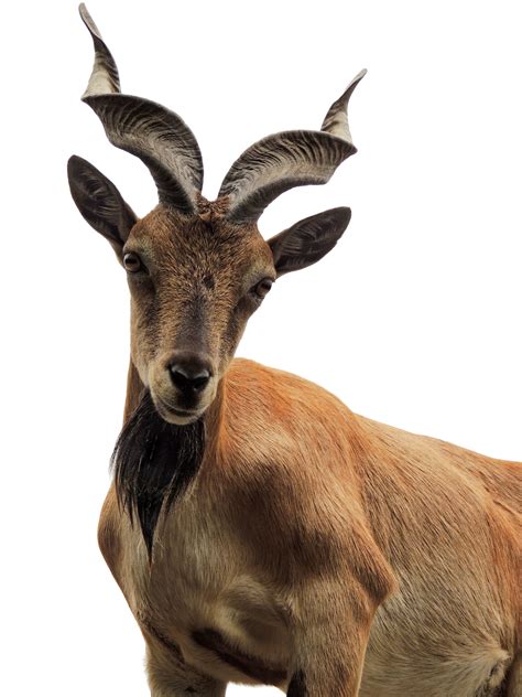 I Need Your Help Getting Horny Again By E Jean Carroll