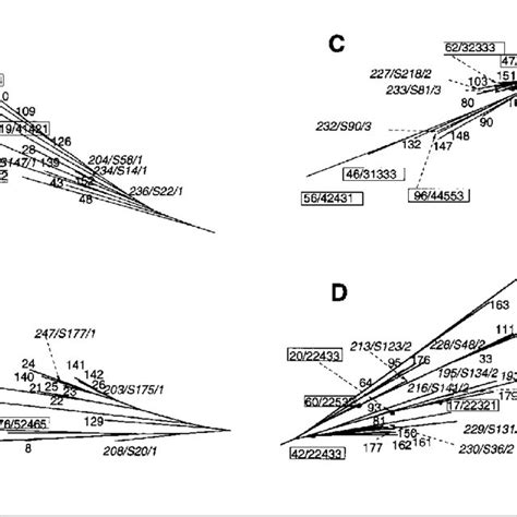 Phylogenetic Tree Of Shared Types Of Mycobacterium Tuberculosis