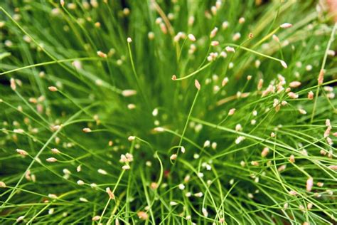 How to Grow Grass Indoors | Gardener’s Path