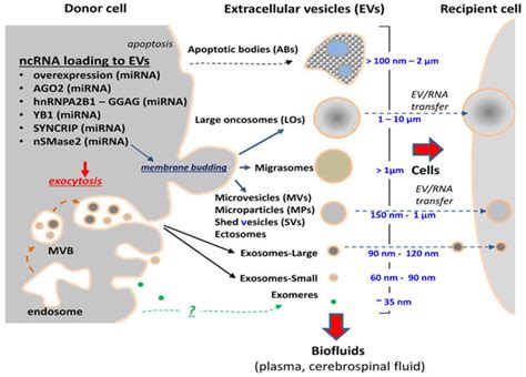 Extracellular Vesicles As Conduits Of Non Coding RNA Emission Exosome RNA