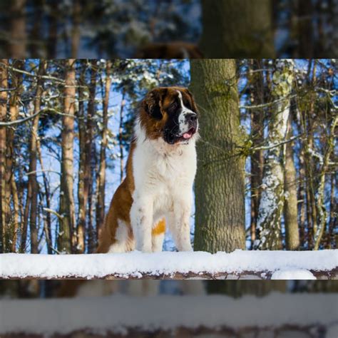 Saint Bernard Mix Puppies For Sale Lancaster Puppies