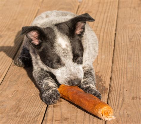 Perro Del Cuero Crudo Que Mastica El Surtido De Los Huesos Foto De