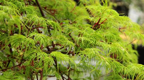 Emerald Lace Japanese Maple: Delicate Plant for Small Spaces