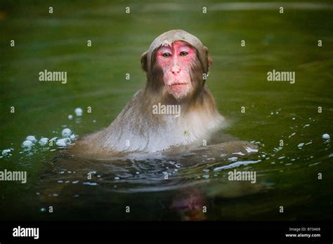 A Japanese Macaque Monkey Bathing A Hot Spring In The Jigokudani Monkey Park In Nagano Japan