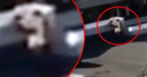 Graphic Content Randy Couple Caught Having Public Sex On Roof Daily Star