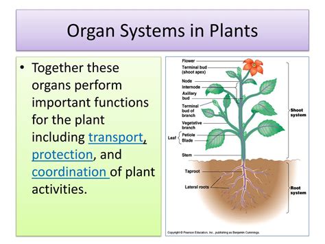 Ppt Plants Structure And Function Powerpoint Presentation Free