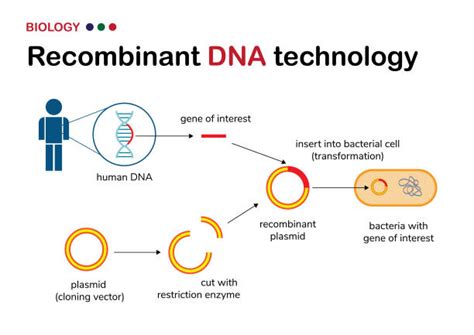Recombinant DNA technology| Steps and Applications of Recombinant DNA ...