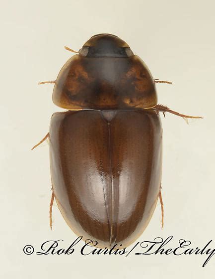 9019472 Enochrus Enochrus Bugguidenet