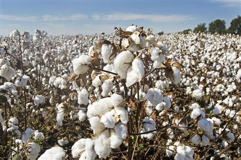9,000+ Free Cotton Crop & Cotton Images - Pixabay 