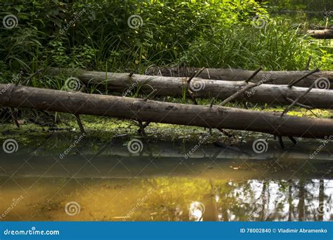 Fallen Trees in the Forest Swamp Stock Photo - Image of fallen, thick ...