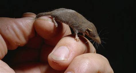 Карликовая многозубка / Suncus etruscus