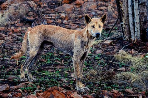 dingo australias iconic predator terra cultura