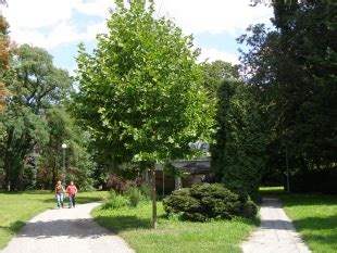 Platanus X Acerifolia Javorolisni Platan Rasadnik Manojlovi