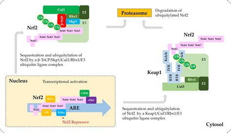 Modulation Of The Nrf2 Pathways Encyclopedia Mdpi