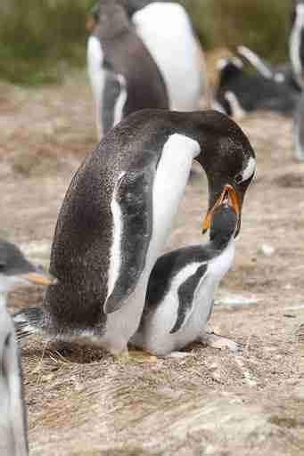 what do penguins eat | Penguins International