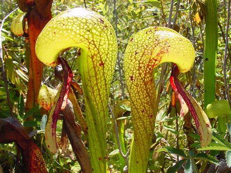 As 10 plantas carnívoras mais impressionantes e curiosas