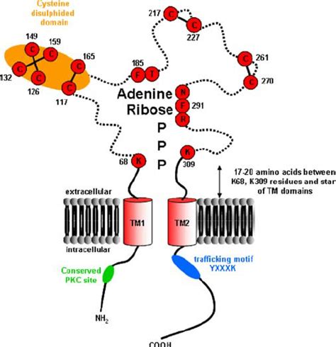 A Model Of The P X Receptor Atp Binding Domain Based On Mutagenesis