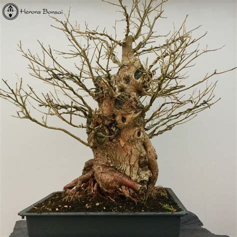 Mulberry Bonsai Tree - Extra Large | Herons Bonsai