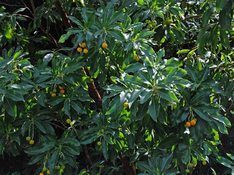 flower gallery ericaceae da