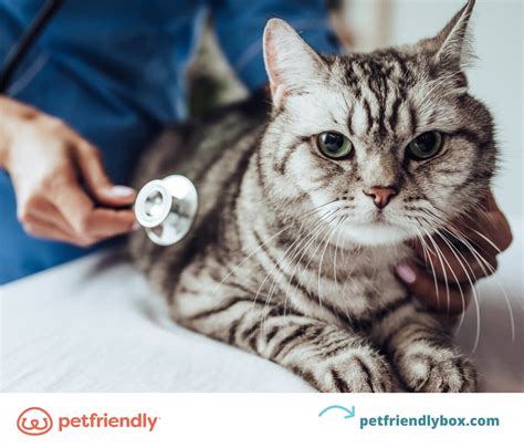 cat check    vet  cooper meares blog