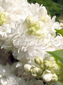 Сирень Сувенир Алисы Хардинг: купить саженцы Syringa vulgaris Souvenir ...