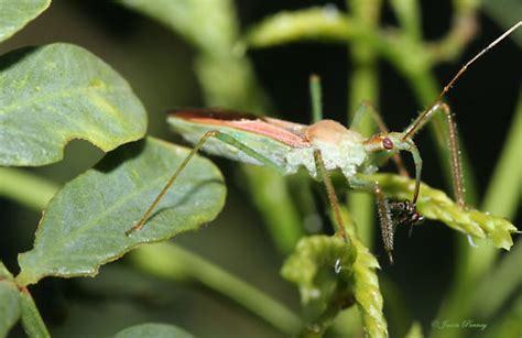 Assasin Bug Zelus Renardii BugGuide Net