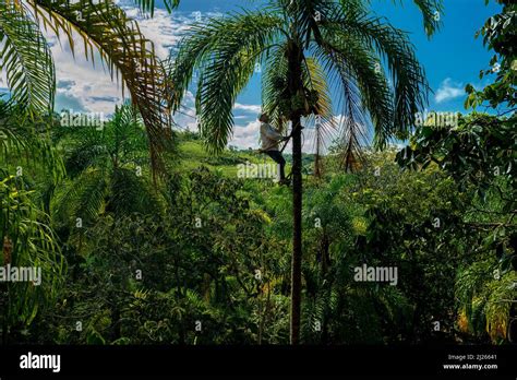 A Colombian Farmer Climbs A Peach Palm Tree With The Marota Scaffold To